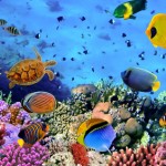 Nagel-Meisterschaft "Karibikflair" auf der Hair & Style in Stuttgart Nagel-Meisterschaft "Karibikflair" auf der Hair & Style in Stuttgart